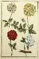 Maria Sybilla Merian, Vier Rosen und Raupe, Altkolorierter Kupferstich auf leicht bräunlichem Bütten