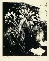 Pol Cassel, Kaktusblüten