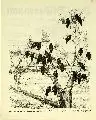 August Gaul, Der Rabe fliegt zum Raben dort, ..., 1916, Lithographie
