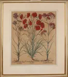 18e eeuw by 18e Eeuwse botanische hortus gravure, 18e Eeuwse botanische hortus gravure, offered Jun 2019