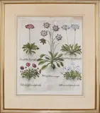 18e eeuw by 18e Eeuwse handingekleurde botanische hortus gravure, 18e Eeuwse handingekleurde botanische hortus gravure, offered Apr 2019