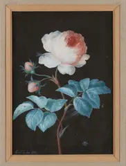 E. van der Ven, Roos met insecten, Aquarel op papier
