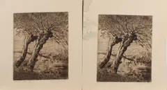 5 Etsen, Kwint, Vijf maal Corneilia Kwint 1899-1996, knotwilgen, ets op papier 21x25,5cm