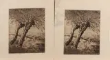 5 Etsen, Kwint, Vijf maal Corneilia Kwint 1899-1996, knotwilgen, ets op papier 21x25,5cm