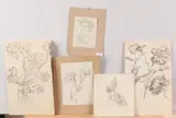 7 Tekeningen, flora, Zeven keer 17e/18e eeuws tekeningen en sepia's, bloemenstudies(1 gesigneerd WDN) 13x32cm tekening op papier Cond:G