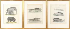 3x Grafiek, 18e eeuw, Drie gravures op papier, 18e eeuw met Latijnse teksten o.a: krokodillen, vissen, olifant, buffel 18x23cm