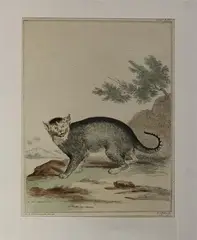 Aert Schouman, 18e eeuw, Ets (aquatint) op papier 18e eeuw, wilde kat "A