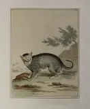 Aert Schouman, 18e eeuw, Ets (aquatint) op papier 18e eeuw, wilde kat "A