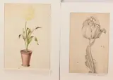 2x Tulp, 17e-18e eeuw, 2x Aquarel op papier, 1xTulp 17e-18e eeuw, aquarel op papier 20x13cm
