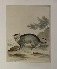 Aert Schouman, 18e eeuw, Ets (aquatint) op papier 18e eeuw, wilde kat "A