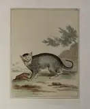 Aert Schouman, 18e eeuw, Ets (aquatint) op papier 18e eeuw, wilde kat "A