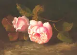 C. Cornelisz, roos
