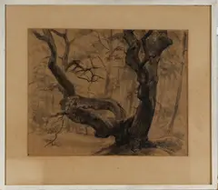Ro Mogendorff, bomen, Ro Mogendorff (Rosa, Joodse kunstenares Amsterdam 1907 - 1969 Laren), Chinese inkt op papier, oude boom 48x61cm