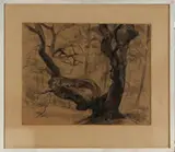 Ro Mogendorff, bomen, Ro Mogendorff (Rosa, Joodse kunstenares Amsterdam 1907 - 1969 Laren), Chinese inkt op papier, oude boom 48x61cm