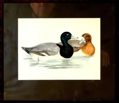 Ingekleurde gravure, eenden, Ingekleurde gravure 19e eeuw, gravure op papier, twee eenden ("scaup duck") 27x20,5cm
