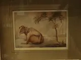 J. Jansson 1780, koeien, Johannes Janson "Fecit" 1780 (1729 - 1784 Leiden), aquarel op papier, Hollands landschap met vee 10x15cm