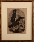 Hand ingekleurde gravure uit ca, "Condors", Hand ingekleurde gravure uit ca