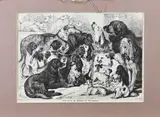 Bernard Arthur Ruston Carter, Dogs, Lithografie