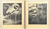 2x Jan Schenk, IJsvogels + Flamingo's, Litho's op papier