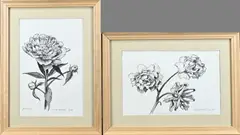 2x Klaas Bernink, 2x Pioenroos, Potlood op papier