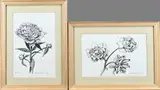 2x Klaas Bernink, 2xPioenroos, Potlood op papier