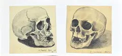 2x Klaas Bernink, Twee schedels, Tekening op papier