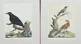 2x Peter Brown, Gravures, Twee zeldzame 18e eeuwse Peter Brown hand-ingekleurde kopergravures uit het boek Illustration of Zoology 1776