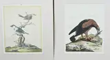 2x Peter Brown, Gravures, Twee zeldzame 18e eeuwse Peter Brown hand-ingekleurde kopergravures uit het boek Illustration of Zoology 1776