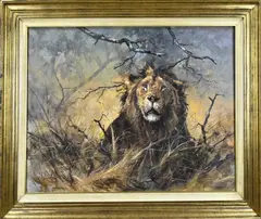 Mannetjes leeuw by Kobus Moller, Olieverf op linnen, offered Apr 2024