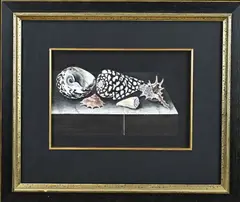 Johan Grabijn, Stilleven schelpen, Aquarel op papier