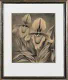 Js, Orchideeën, Lithografie op papier