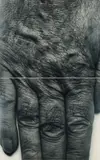 John Coplans, Self Portrait (Hand, two panels, vertical), 1988, Gelatinesilberabzug. Auf Karton aufgezogen
