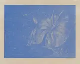 Franz Gertsch, Teichrosenblatt, 1998, Farbholzschnitt auf Japan