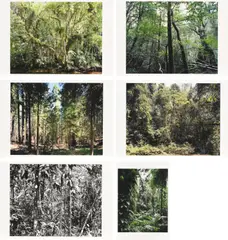 Thomas Struth, Paradies, 2004, Jeweils: pigmentierter Tintenstrahldrucken