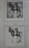 Alessandro Kokocinski, Caballo Y Personaje