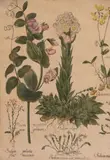 Basil Besler, Canna Indica Rubra