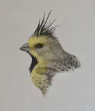 Aves by Ivan Moricz Karl, acuarelas y tinta, offered Nov 2022