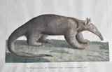 Felix De Azara, LE CAGOUARE y LE GRAND FURET, grabados provenientes de la 1ra edición de la obra "Voyages dans l'Amérique Méridionale