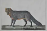Felix De Azara, LE YAGOUARONDI y L'AFOUARACHAY, grabados provenientes de la primera edición de la obra "Voyages dans l'Amérique Méridio