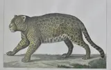 Felix De Azara, LE YAGOUARETE y LE TAMANDUA NOIRE, grabados provenientes de la primera edición de la obra "Voyages dans l'Amérique Méridio