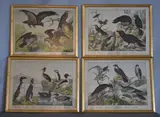 Unrico Hoepli, Aves, grabados italianos en colores