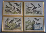 Aves by Ulrico Hoepli, grabados en colores, offered Mar 2022