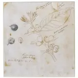 Frutos flores e folhas de café by Jean-Baptiste Debret, Estudo em nanquim sobre papel, offered Jul 2025