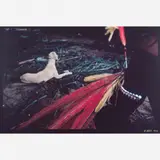 Miguel Rio Branco, Feather dog, Fotografia