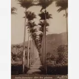 Marc Ferrez, Jardin Botanique allée des palmiers, Colagem sobre fotografia