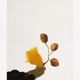 Paulo Whitaker, 1999, ÓLEO SOBRE TELA
