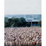 Spencer Tunick, Parque Ibirapuera, 2002, C-PRINT