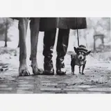 Elliott Erwitt, NYC Dogs Legs