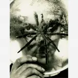 Ivan Cardoso, Tunga e a aranha