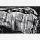 Sebastião Salgado, Meninos - Congo da série